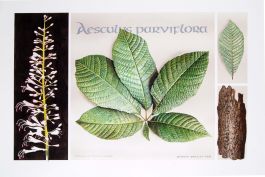 Aesculus parviflora, by Gordon Bartley