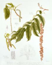 Pterocarya franxinifolia, by Pamela Furniss