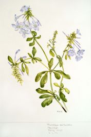 Plumbago auriculata, by Patricia Hirst