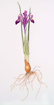 Iris reticulata, by Jill Holcombe