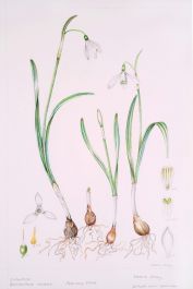 Galanthus nivalis, by Valerie Oxley