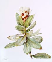 Protea subvestita, by Arnolda Beynon