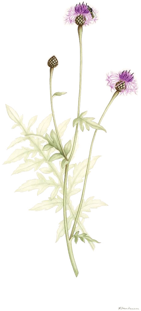 Centaurea scabiosa, by Margaret Sanderson