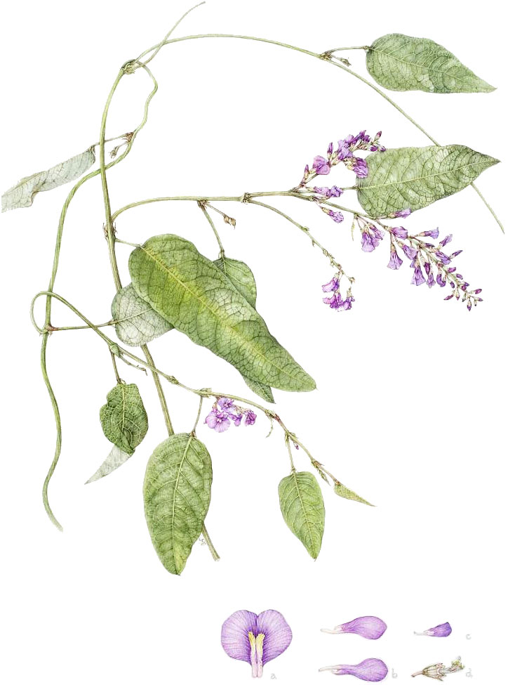 Hardenbergia violaceae, by Jo Edwards 