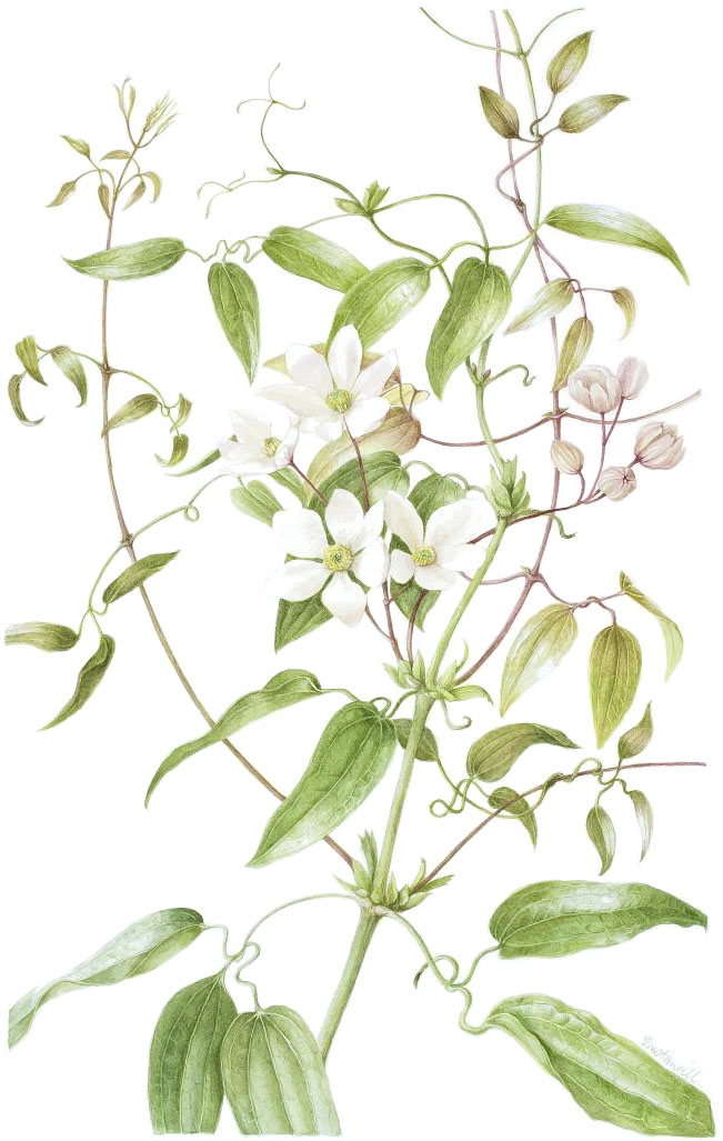 Clematis armandii, by Sheila Stancill