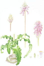 Veltheimia bracteata, by Elaine Shimwell