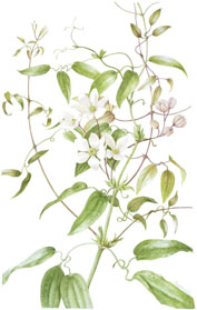 Clematis armandii, by Sheila Stancill
