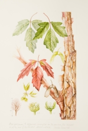 Acer griseum, by Sheila Stancill