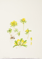 Eranthis hyemalis, by Valerie Oxley