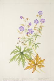 Geranium pratense, by Rosalind Timperley