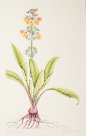 Primula bulleyana, by Rosalind Timperley