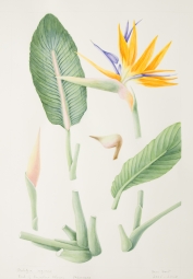 Strelitzia reginae, by Anne Dent