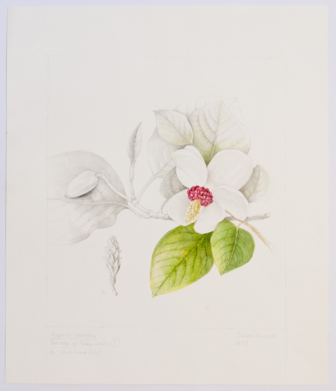Magnolia sieboldii, by Sheila Stancill
