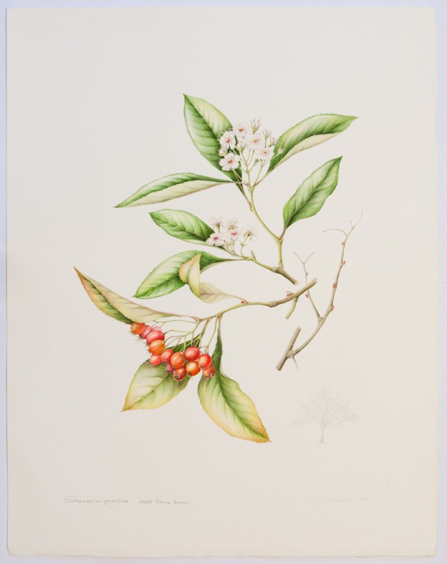Crataegus persimilis ‘Prunifolia’, by Sally Strawson