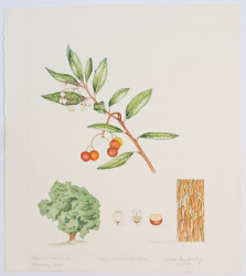 Arbutus unedo, by Rosalind Timperley