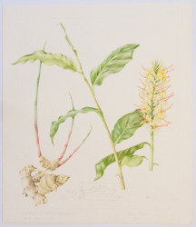 Hedychium gardnerianum, by Anne Dent