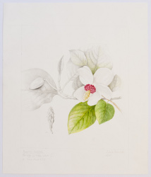 Magnolia sieboldii, by Sheila Stancill