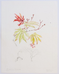 Acer japonicum "Aconitifolium", by Sheila Stancill