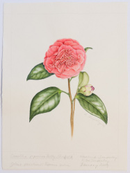 Camellia japonica "Betty Sheffield", by Rosalind Timperley