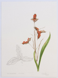 Iris foetidissima, by Neelam Madden