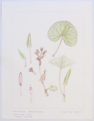 Petasites fragrans, by Valerie Oxley