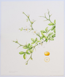 Poncirus trifoliata, by Sally Strawson