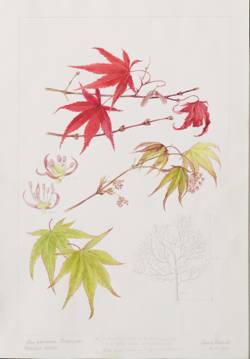 Acer palmatum 'Osakazuki', by Sheila Stancill