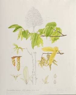 Carpinus betulus 'Fastigiata', by Pamela Furniss