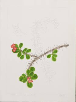 Euphorbia milii var. splendens, by  Neelam Madden