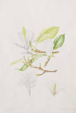 Magnolia denudata, by Sheila Stancill