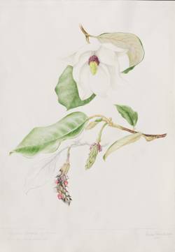 Magnolia sieboldii  subsp. sinensis, by Sheila Stancill