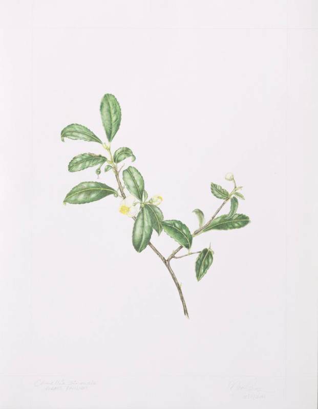 Camellia sinensis, by Neelam Modi