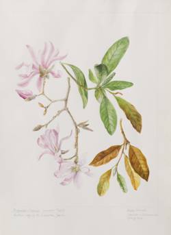 Magnolia x loebneri 'Leonard Messel', by Sheila Stancill