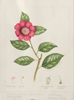 Camellia japonica 'Anemoniflora', by Rosalind Timperley 