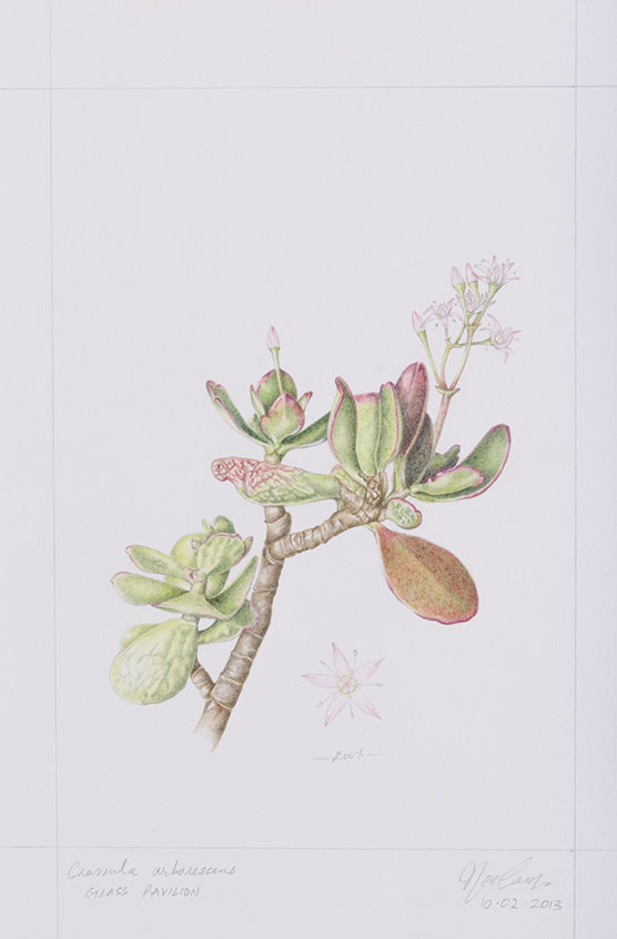 Crassula arborescens, by Neelam Modi