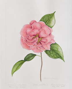 Camellia 'Mandalay Queen', by Rosalind Timperley