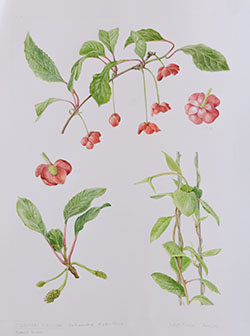 Schisandra rubriflora, by Judyth Pickles