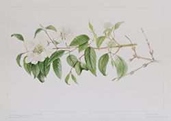 Viburnum plicatum 'Mariesii', by Sheila Stancill