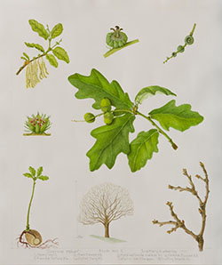 Quercus robur, by June Mary Huckerby