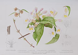 Dipelta floribunda, by Barbara Munro