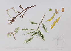 Quercus cerris 'Argenteovariegata', by Julie Mason