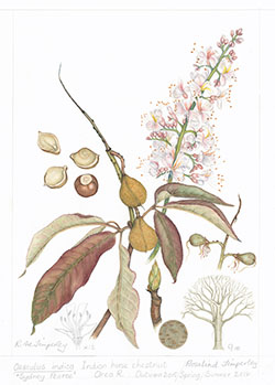 Aesculus indica 'Sydney Pearce', by Rosalind Timperley