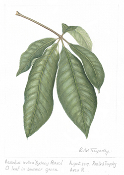 Aesculus indica 'Sydney Pearce' (leaf), by Rosalind Timperley