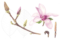 Magnolia liliiflora 'Nigra', by Louise Lane