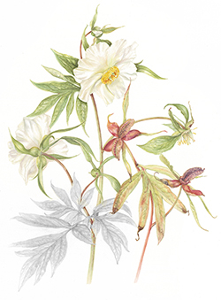Paeonia emodi, by Mary Morton