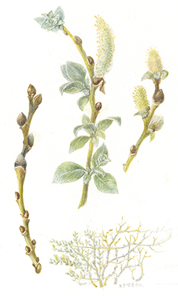Salix lanata, by Sheila Stancill