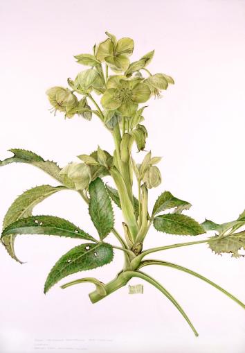 Helleborus argutifolius, by Susan Christopher-Coulson