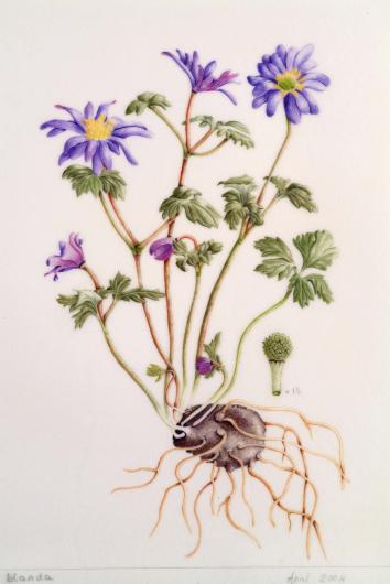 Anemone blanda, by Vivienne Taylor