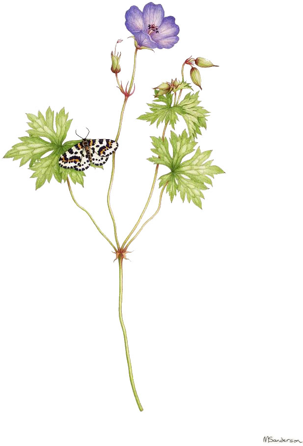 Geranium pratense, by Margaret Sanderson