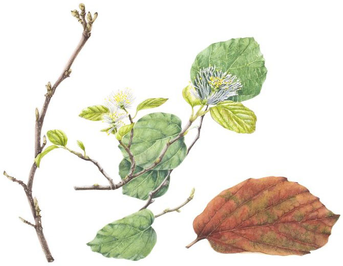 Fothergilla major, by Anne Dent